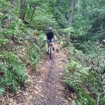 Mountainbiker auf Waldweg mit E-Bike im Grünen